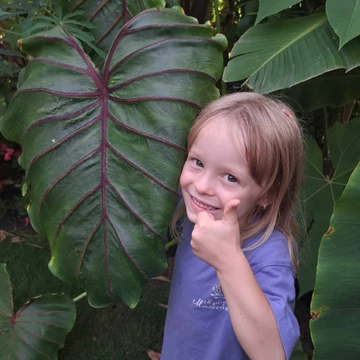 Colocasia 'Pharaoh's Mask Red'