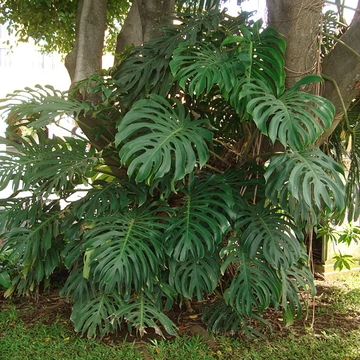 giant philodendron Runo Plants | Rare & Collectors' Plants main image 1