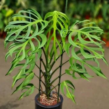 philodendron melanochrysum care Philodendron Melanochrysum main image 1