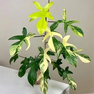Philodendron 'Florida beauty' (variegata)