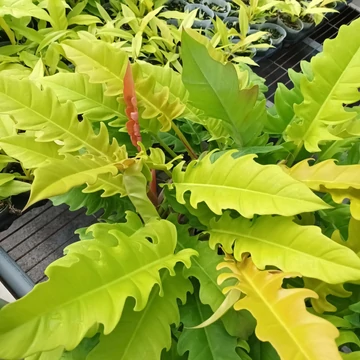 Philodendron - Best Plants and Decor webruhz