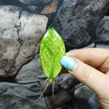 Zamioculcas zamiifolia 'Chameleon' levéldugvány