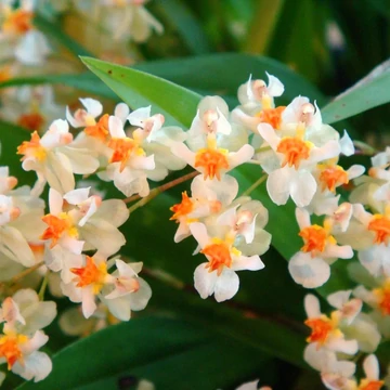 Oncidium 'Twinkle' - illatos (levirágzott)