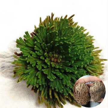 Selaginella lepidophylla - Jerikó rózsája Selaginella lepidophylla - Jerikó rózsája