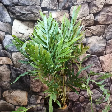 Phlebodium aureum - kék szalagpáfrány