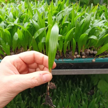 Trachycarpus fortunei - kínai kenderpálma saját szaporítású magonc