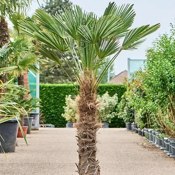 Trachycarpus wagnerianus - japán kenderpálma