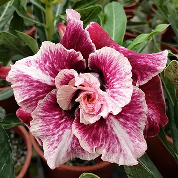 Adenium Obesum 'Golden years'