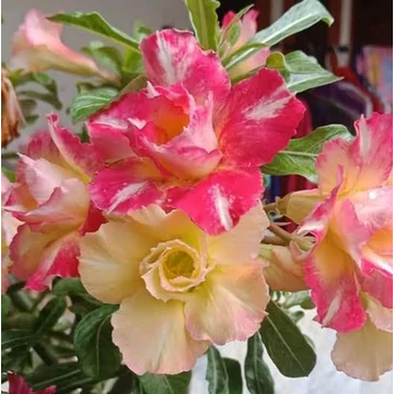 Adenium obesum 'Chameleon'