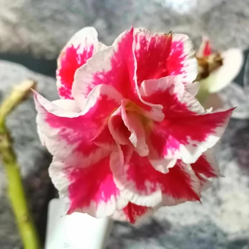 Adenium obesum 'Happy'