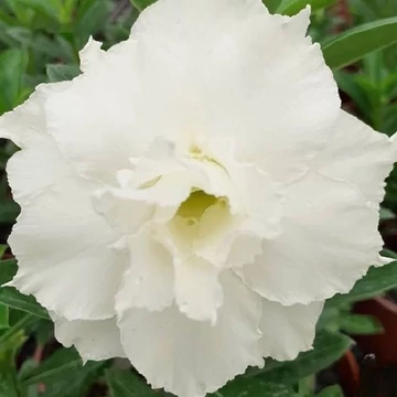 Adenium Obesum 'Snow Beauty'