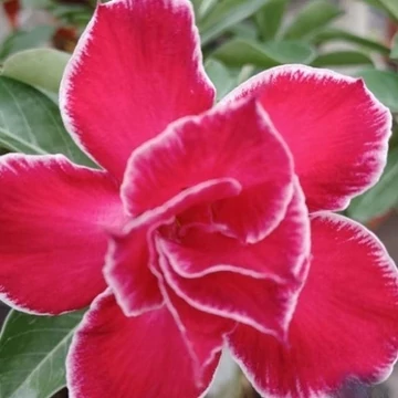 Adenium obesum 'Momotaro'