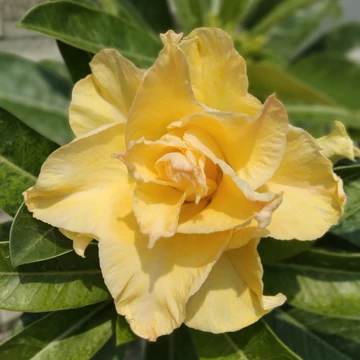 Adenium obesum 'Golden Dragon' (Indonéz)