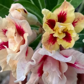 Adenium obesum 'Nirmala' (Indonéz)