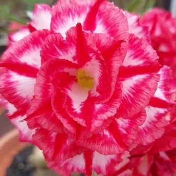 Adenium obesum 'Phet Mong Kon' (PMK, Indonéz)
