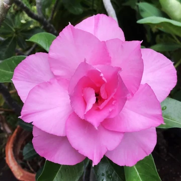 Adenium obesum 'Shocking Pink' (Indonéz)