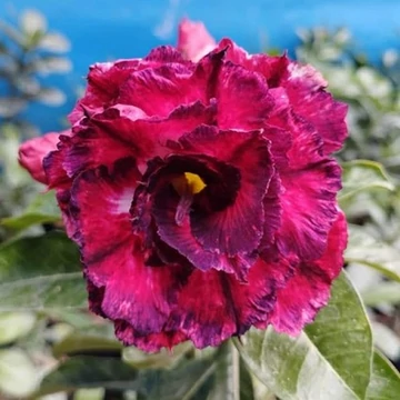 Adenium obesum 'Special Date' (Indonéz)