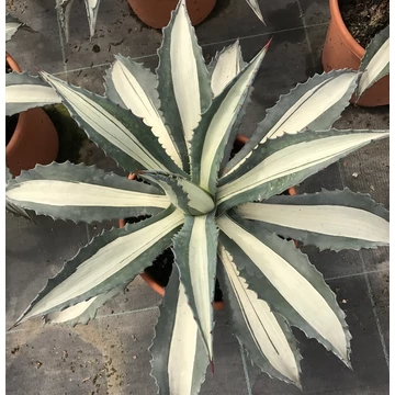 Agave 'Mediopicta Alba' értékcsökkent, esztétikai hibás