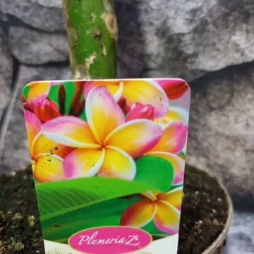 Plumeria bimbó nélkül virág színe: barack Plumeria bimbó nélkül virág színe: barack
