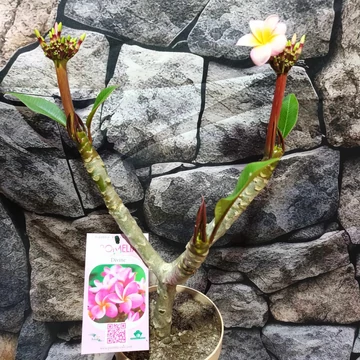 Plumeria rubra Divine Plumeria rubra Divine