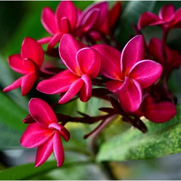 Plumeria több ágú bimbó nélkül, virág színe bordó (Plumeria bordeaux) Plumeria több ágú bimbó nélkül, virág színe bordó (Plumeria bordeaux)