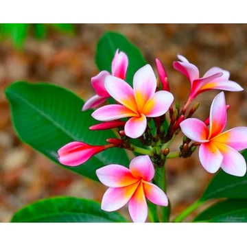 Plumeria több ágú bimbó nélkül, virág színe barack Plumeria több ágú bimbó nélkül, virág színe barack
