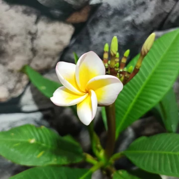 Plumeria rubra ’Poutpourry’ Plumeria rubra ’Poutpourry’