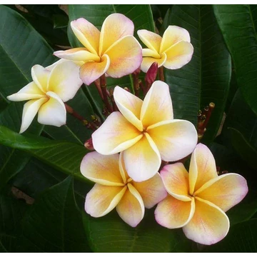 Plumeria rubra 'Chablis' Plumeria rubra 'Chablis'