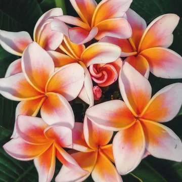 Plumeria rubra ’Mystique’ Plumeria rubra ’Mystique’