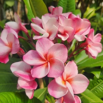 Plumeria rubra 'Rhapsody' Plumeria rubra 'Rhapsody'