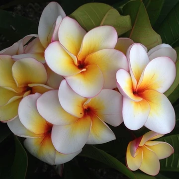Plumeria rubra ’Sun splash’ Plumeria rubra ’Sun splash’