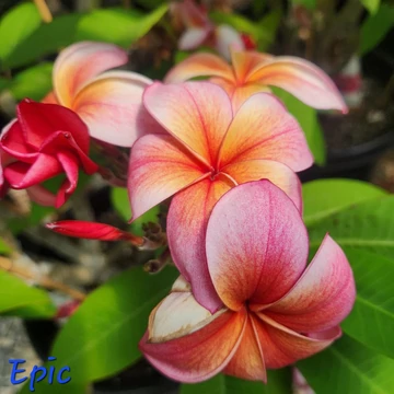 Plumeria rubra 'Epic' Plumeria rubra 'Epic'