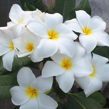 Plumeria rubra 'Blizzard' Plumeria rubra 'Blizzard'