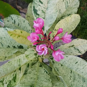 Plumeria variegata Plumeria variegata