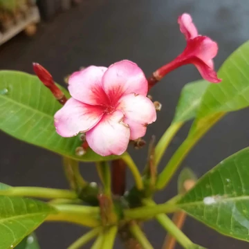 Plumeria rózsaszín nagy Plumeria rózsaszín nagy