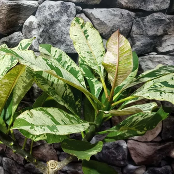 Plumeria variegata (rózsaszín virágú) Plumeria variegata (rózsaszín virágú)