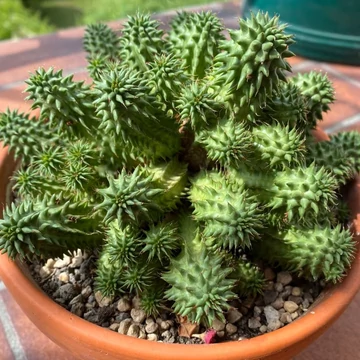 Euphorbia susannae Euphorbia susannae