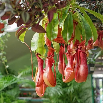 Nepenthes Alata - rovaremésztő kancsóka Nepenthes Alata - rovaremésztő kancsóka