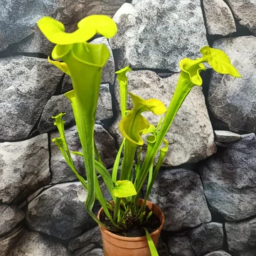 Sarracenia - kürtvirág, télálló rovaremésztő Sarracenia - kürtvirág, télálló rovaremésztő