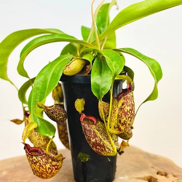 Nepenthes hookeriana Nepenthes hookeriana