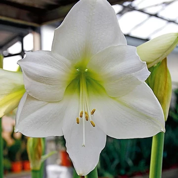 Hippeastrum -  Amarillisz 'Arctic white' hagyma, nagy méretben