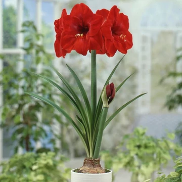 Hippeastrum - Amarillisz 'Red Lion' hagyma nagy méretben