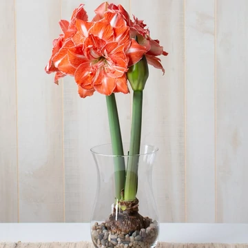 Amaryllis 'Sunshine Nymph' óriás hagyma