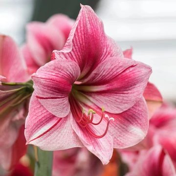 Amaryllis 'Pretty Nymph' óriás hagyma