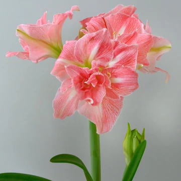Amaryllis 'Lovely Nymph' óriás hagyma