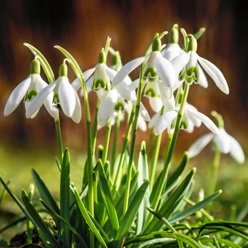 Galanthus elwesii - pompás hóvirág