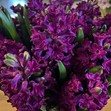 Hyacinthus Orientalis sötét lila