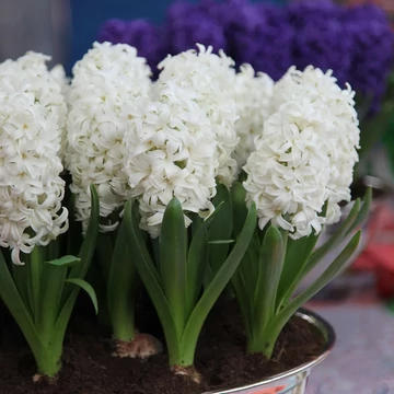 Hyacinthus Orientalis fehér