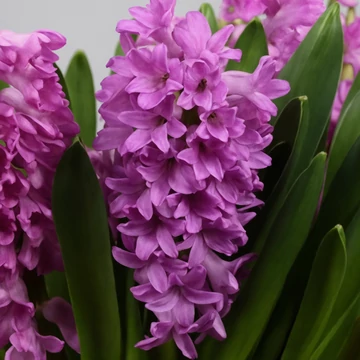 Hyacinthus Orientalis lila