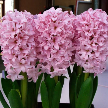 Hyacinthus Orientalis rózsaszín